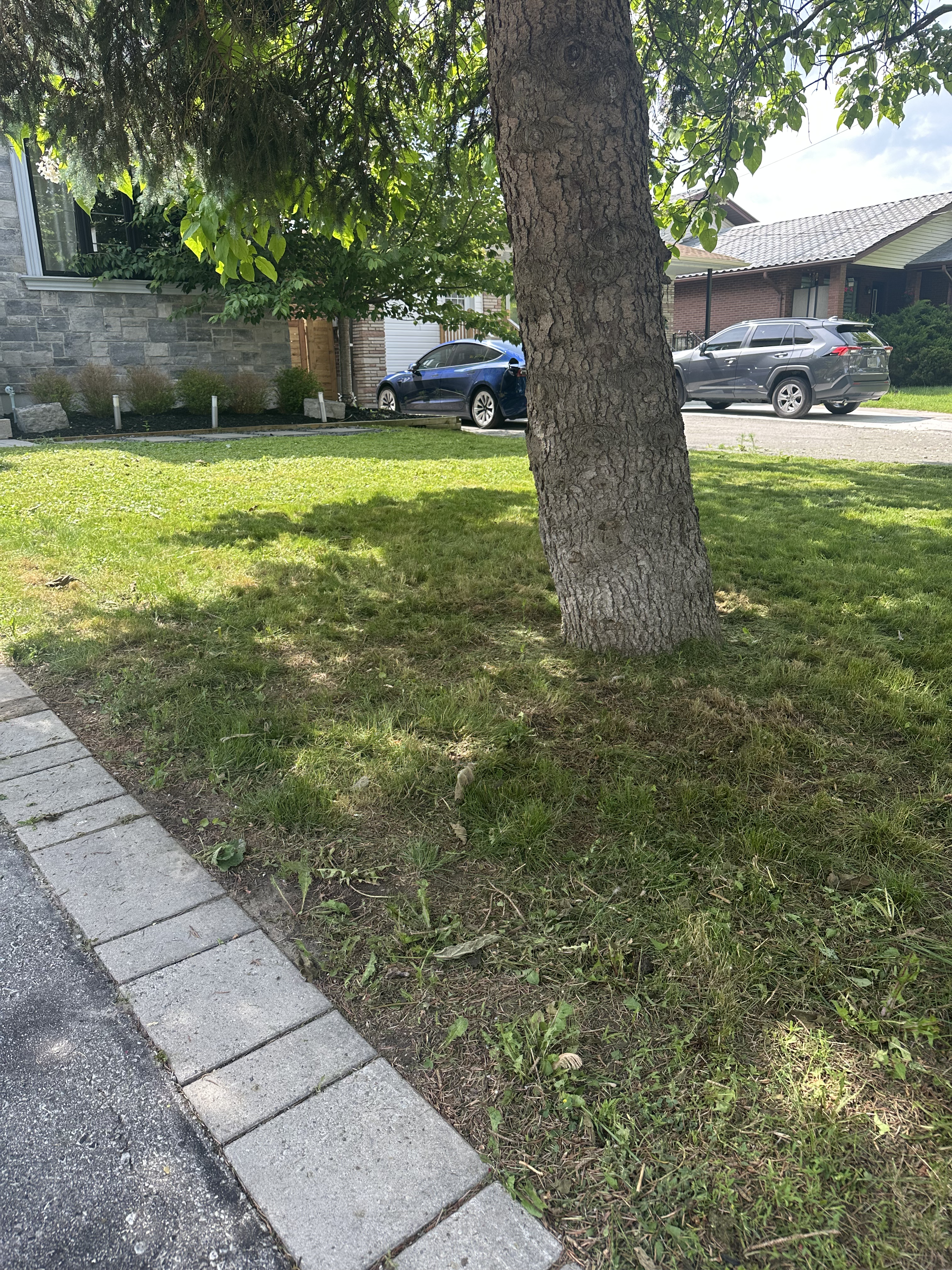 Tree debris cleanup after