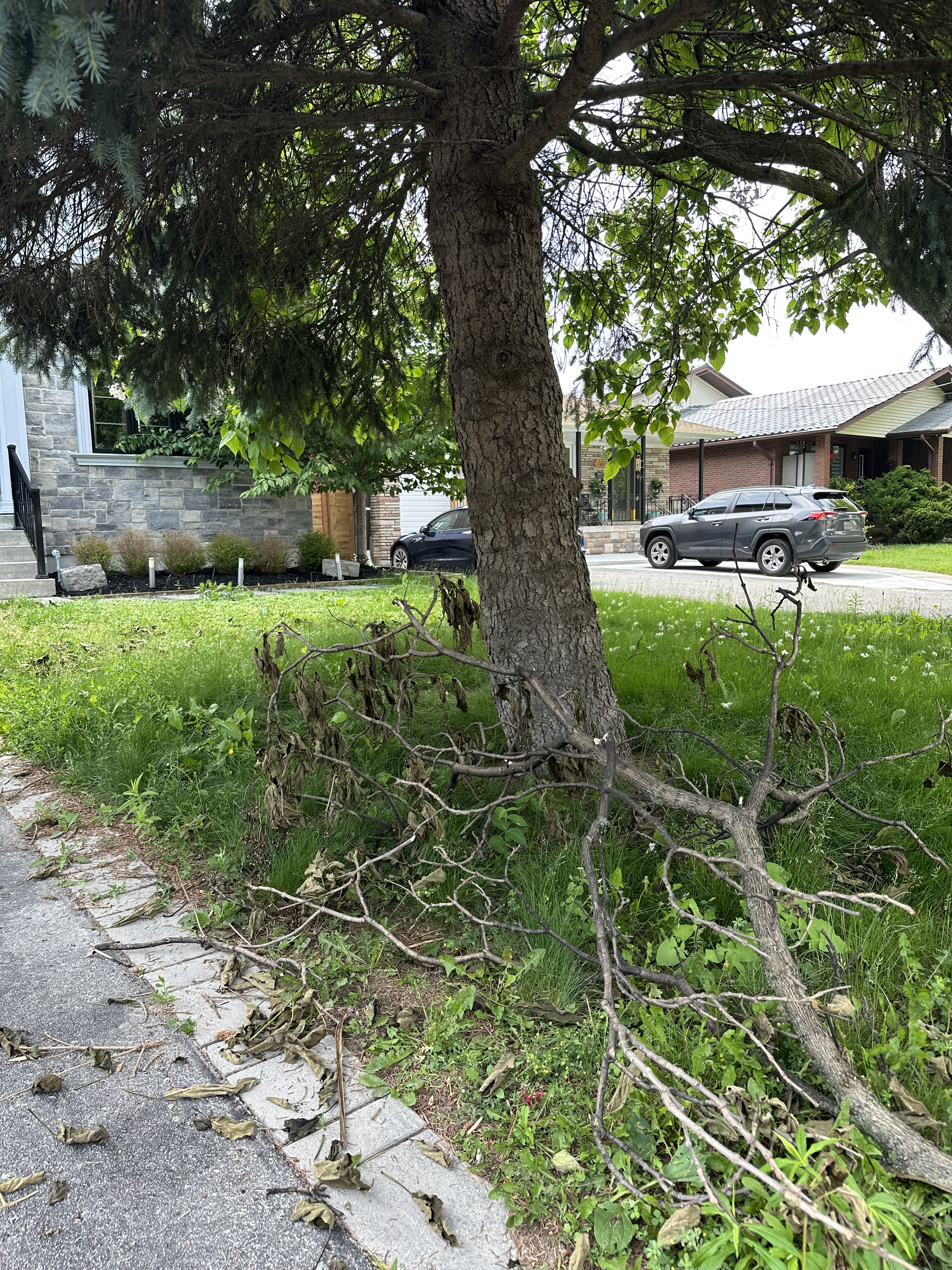 Tree debris cleanup before